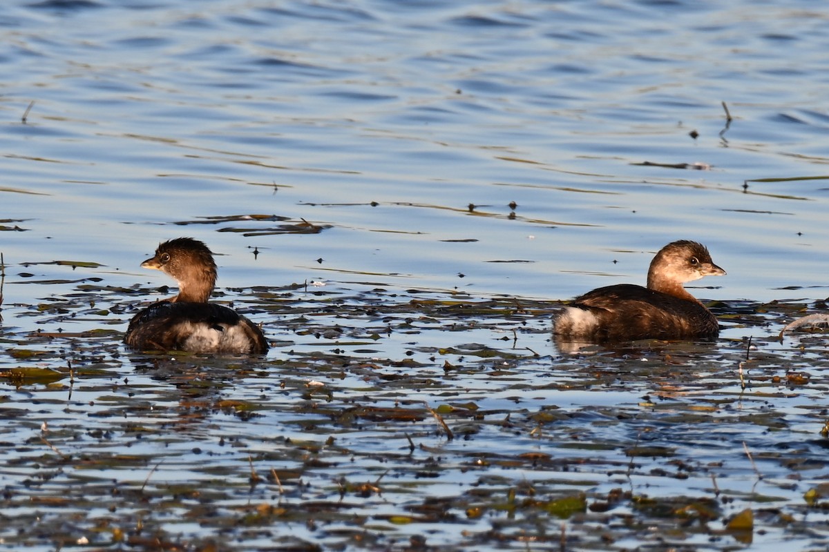 Pied-billed Grebe - ML643300846