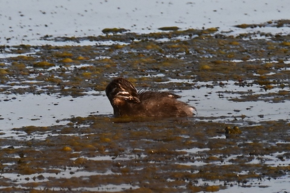 Pied-billed Grebe - ML643300847