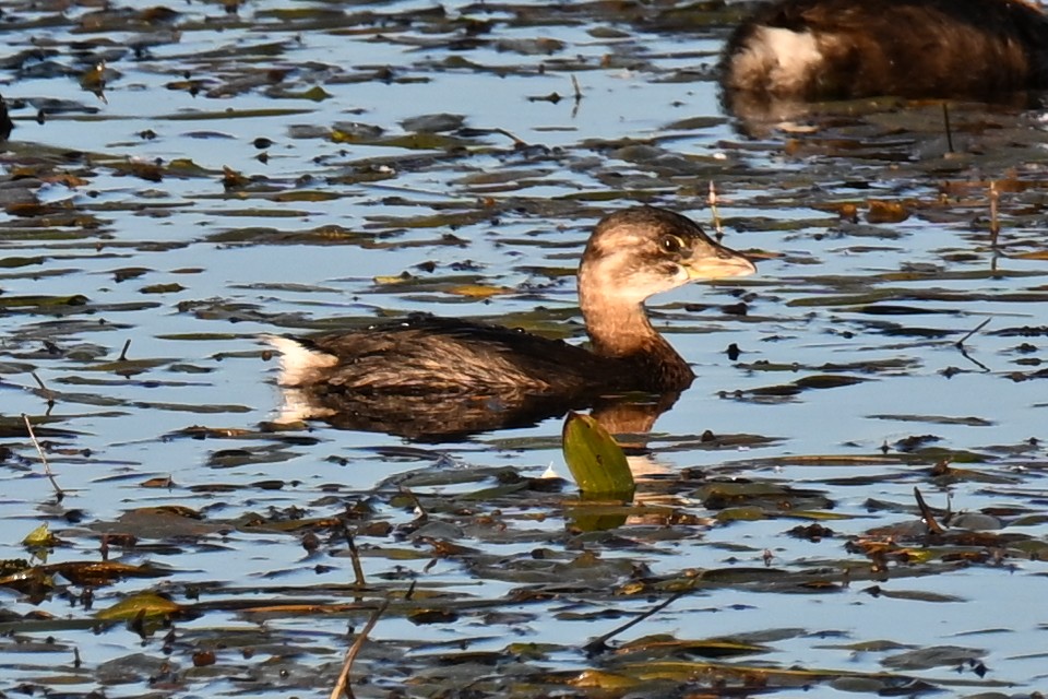 Pied-billed Grebe - ML643300848