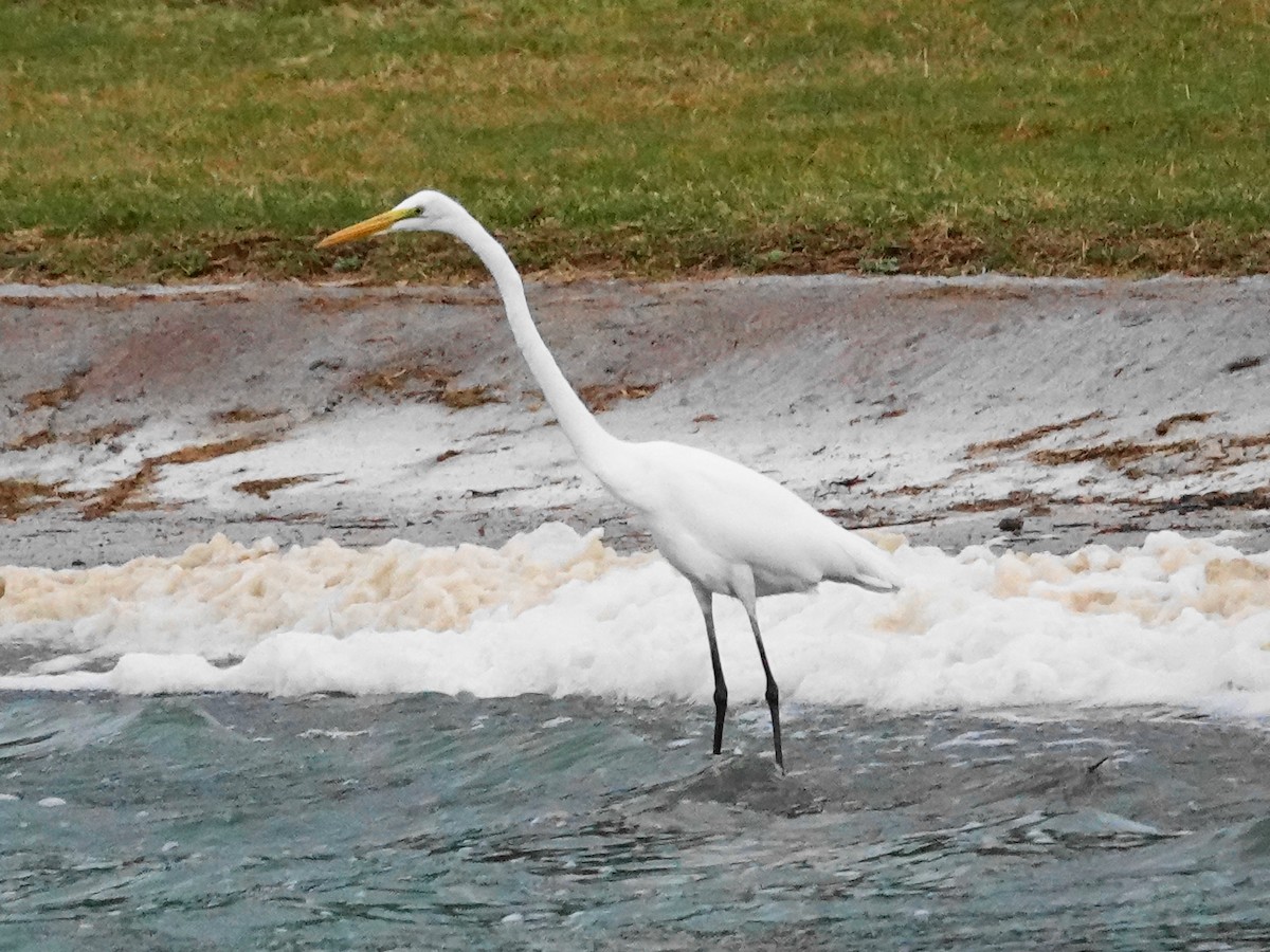 Great Egret - ML643300850