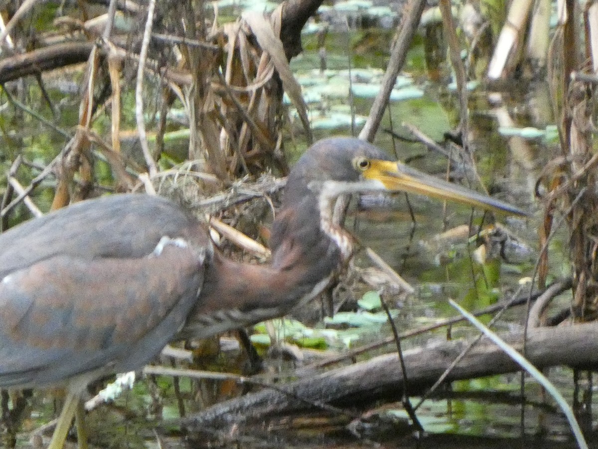 Tricolored Heron - ML643300851