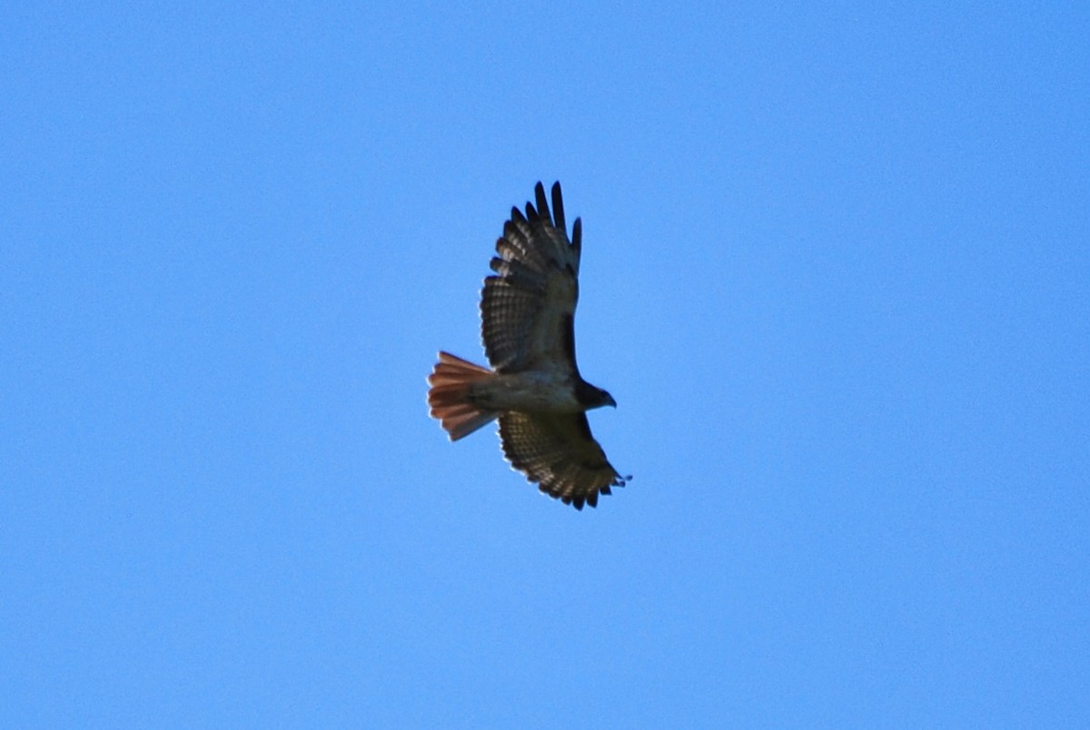 Red-tailed Hawk - ML643300854