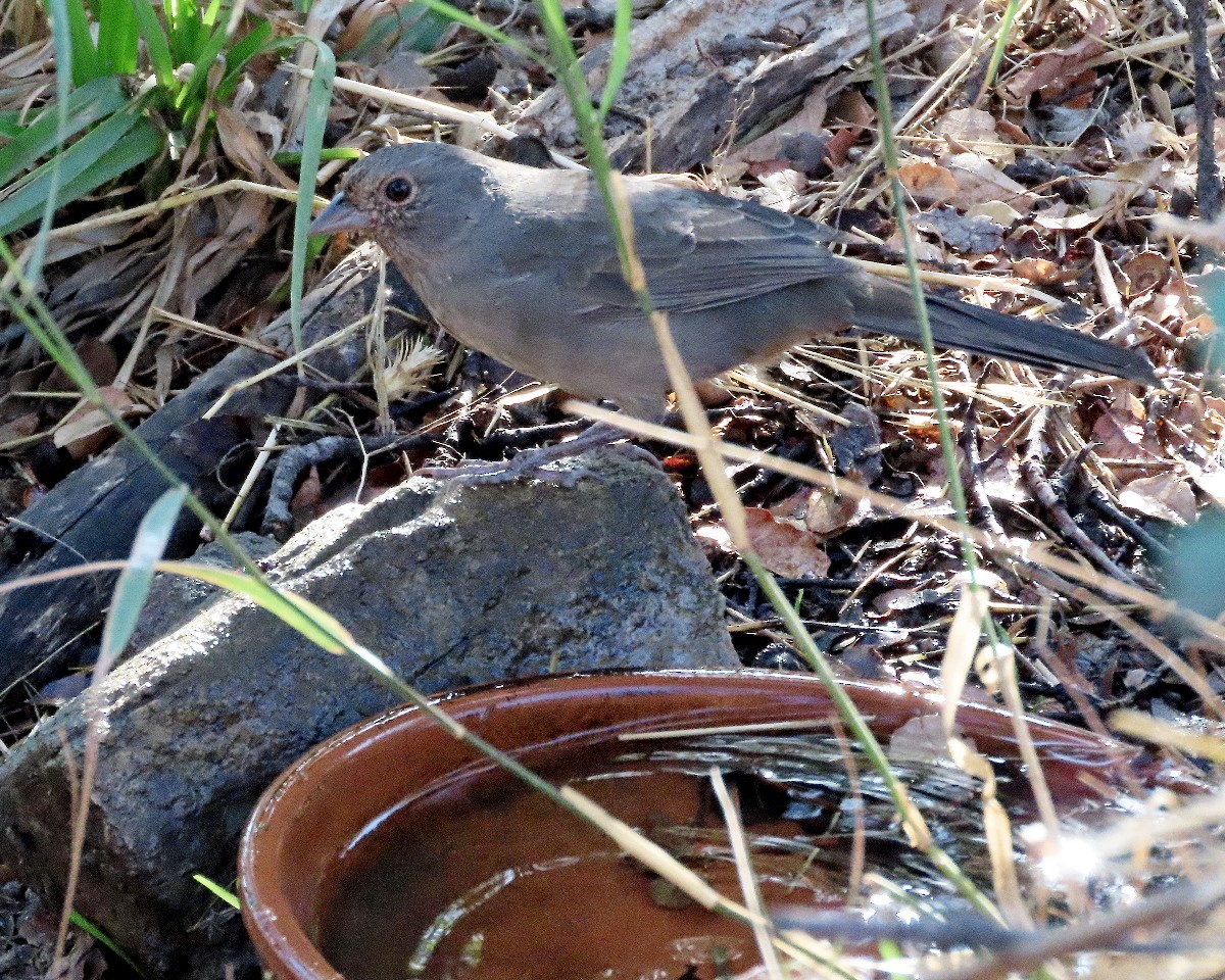 California Towhee - ML643300855