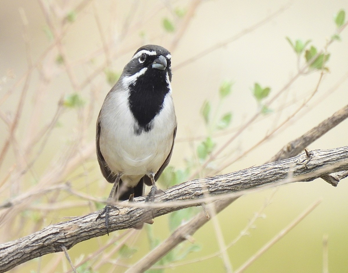 Black-throated Sparrow - ML643300857