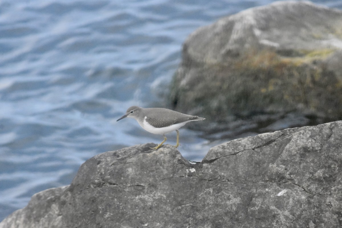 Spotted Sandpiper - ML643300859
