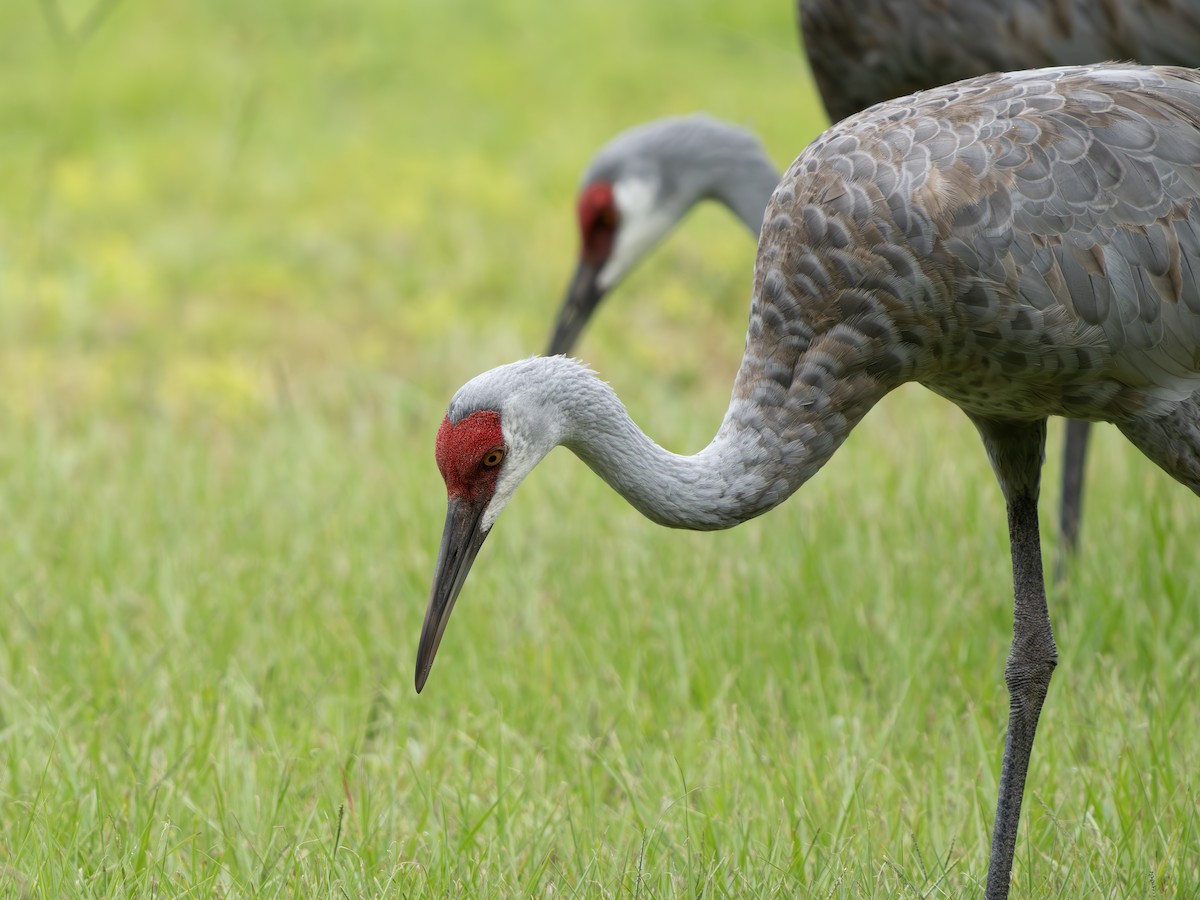 Sandhill Crane - ML643300860