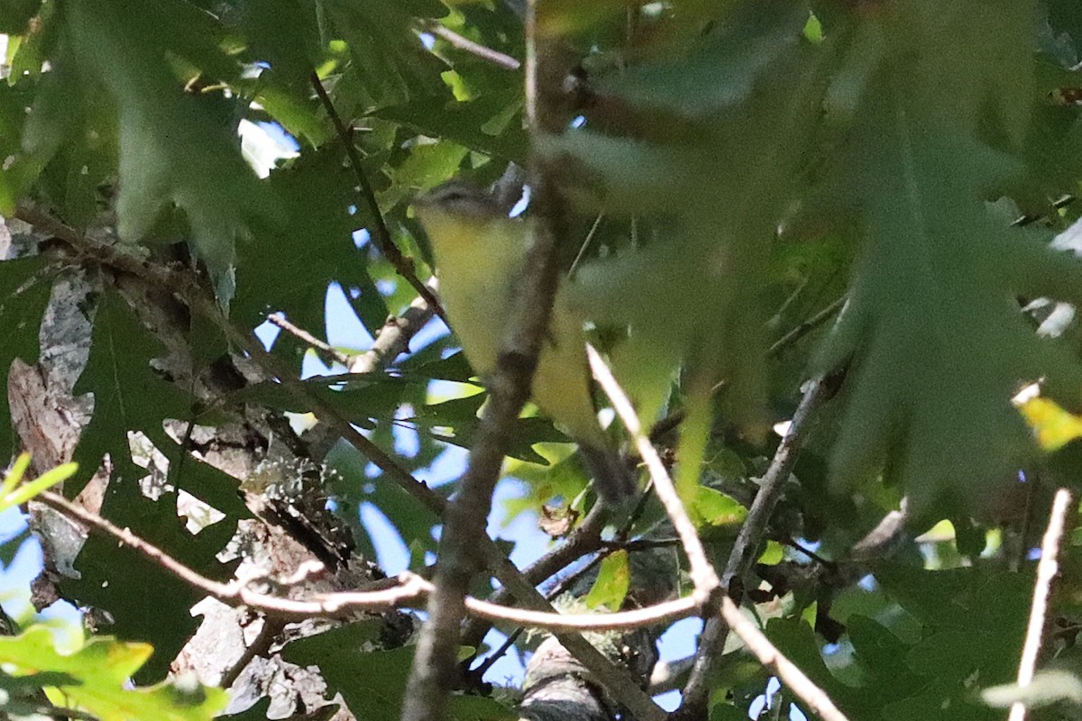 Philadelphia Vireo - ML643300861