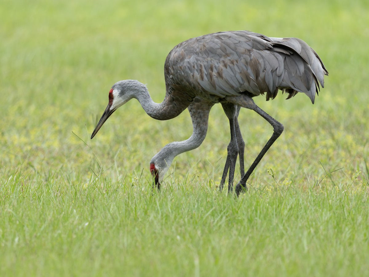 Sandhill Crane - ML643300862