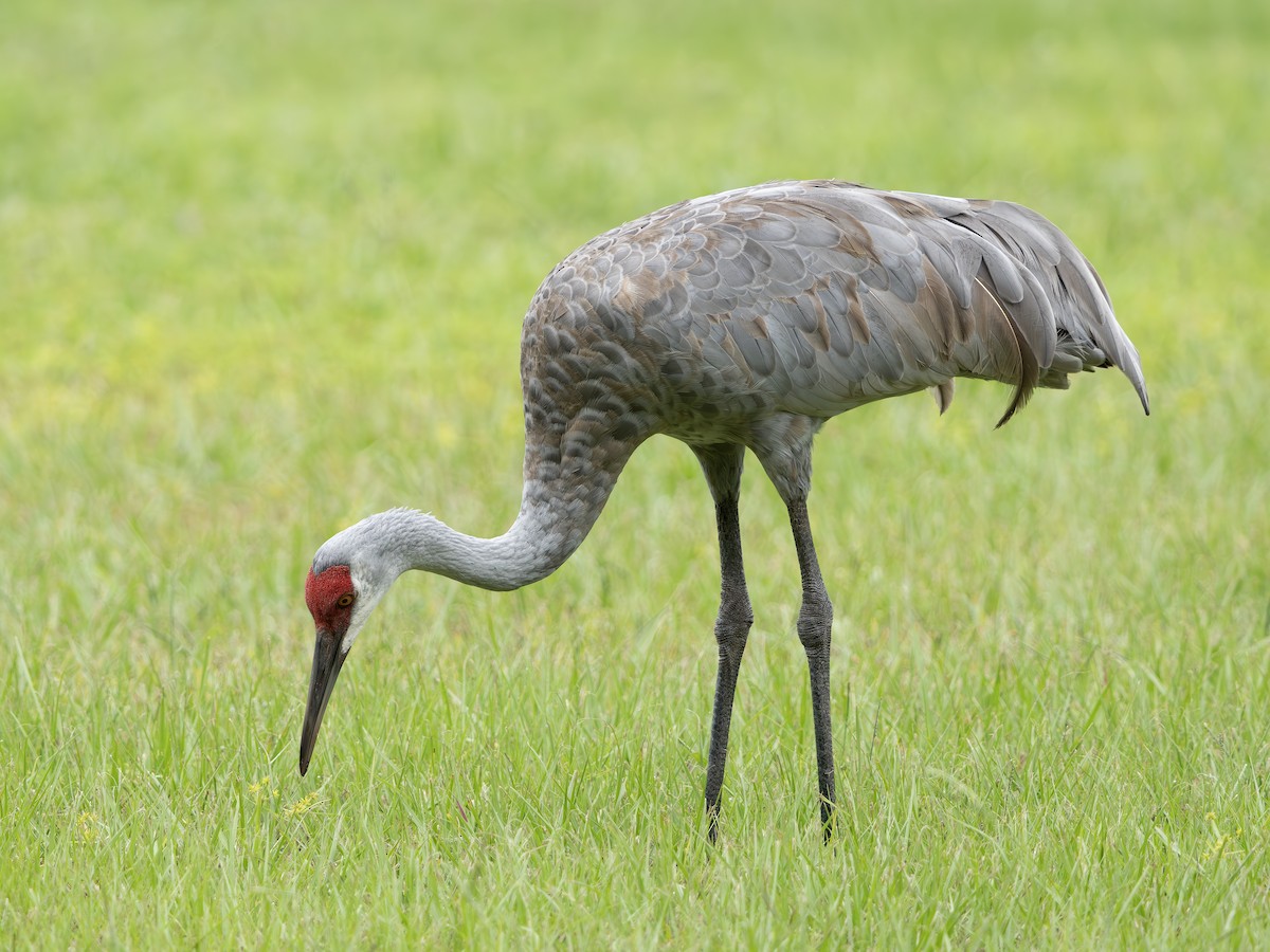 Sandhill Crane - ML643300863