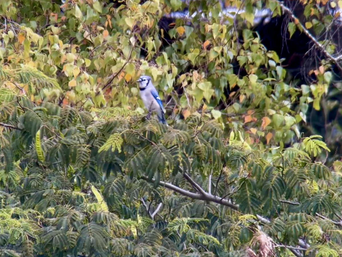 Blue Jay - ML643300864