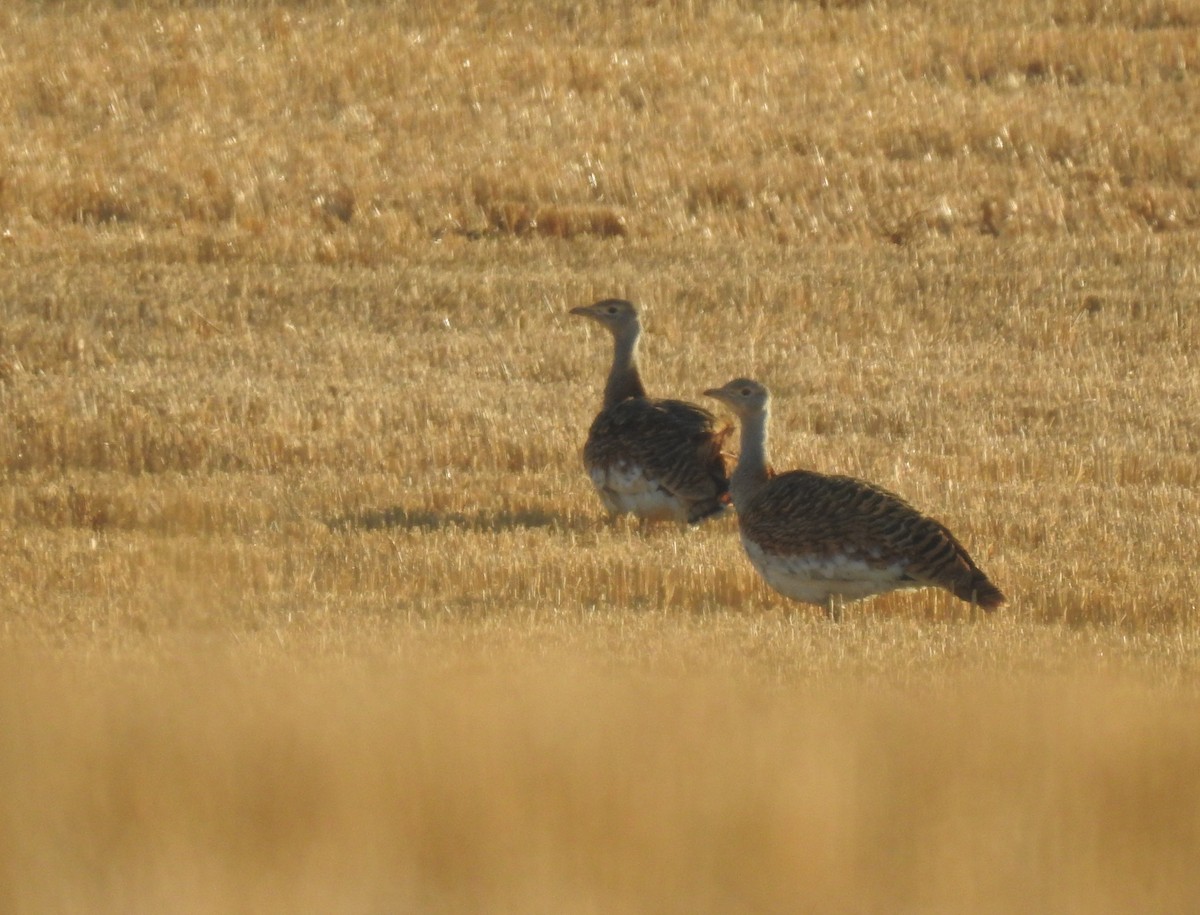 Great Bustard - ML643300870