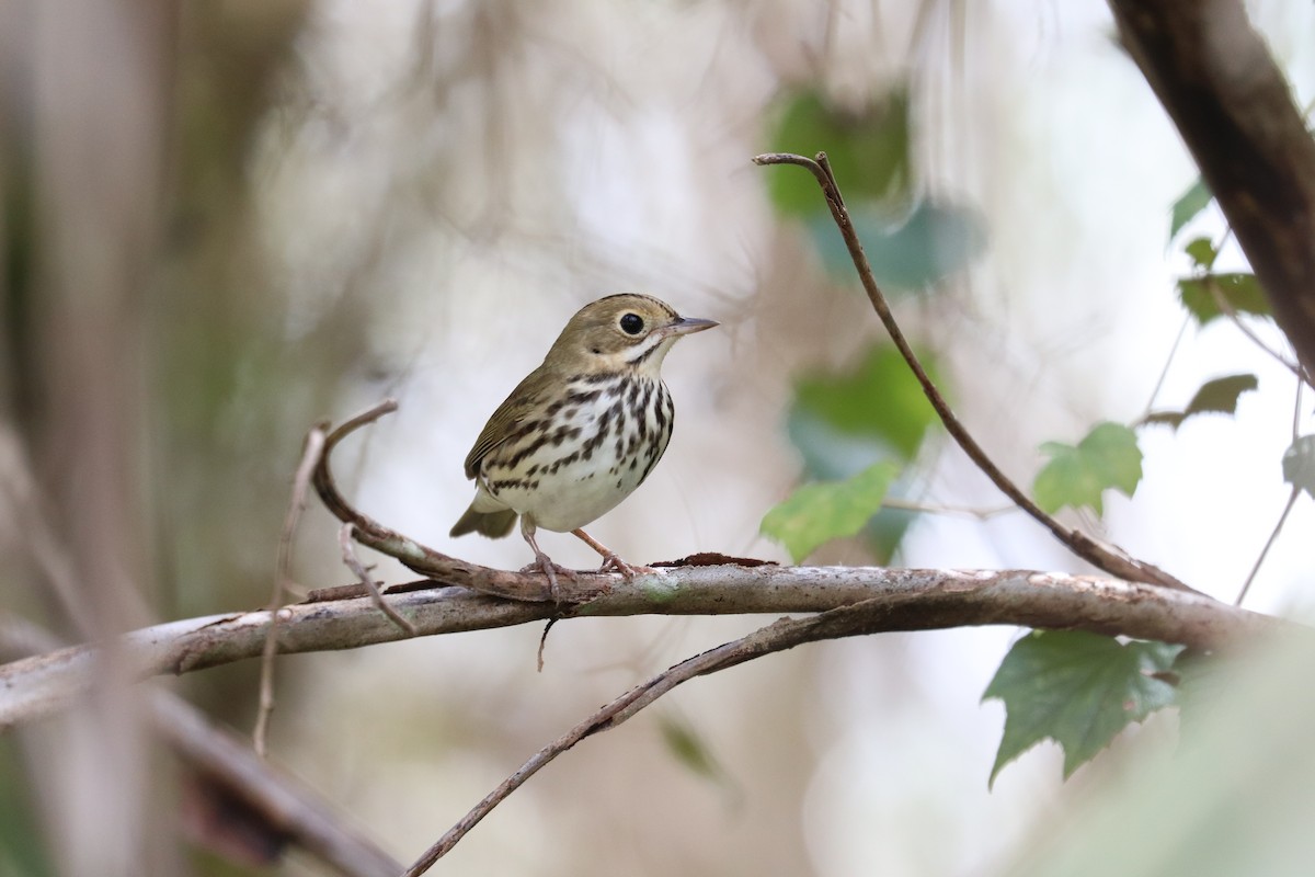 Ovenbird - ML643300872