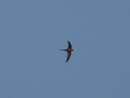African Palm Swift - ML643300884