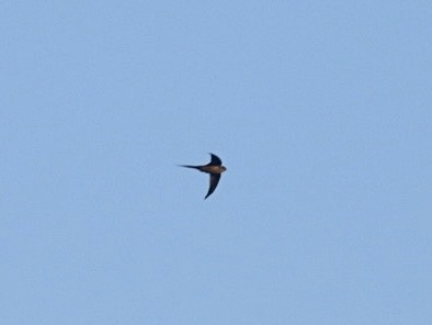 African Palm Swift - ML643300885