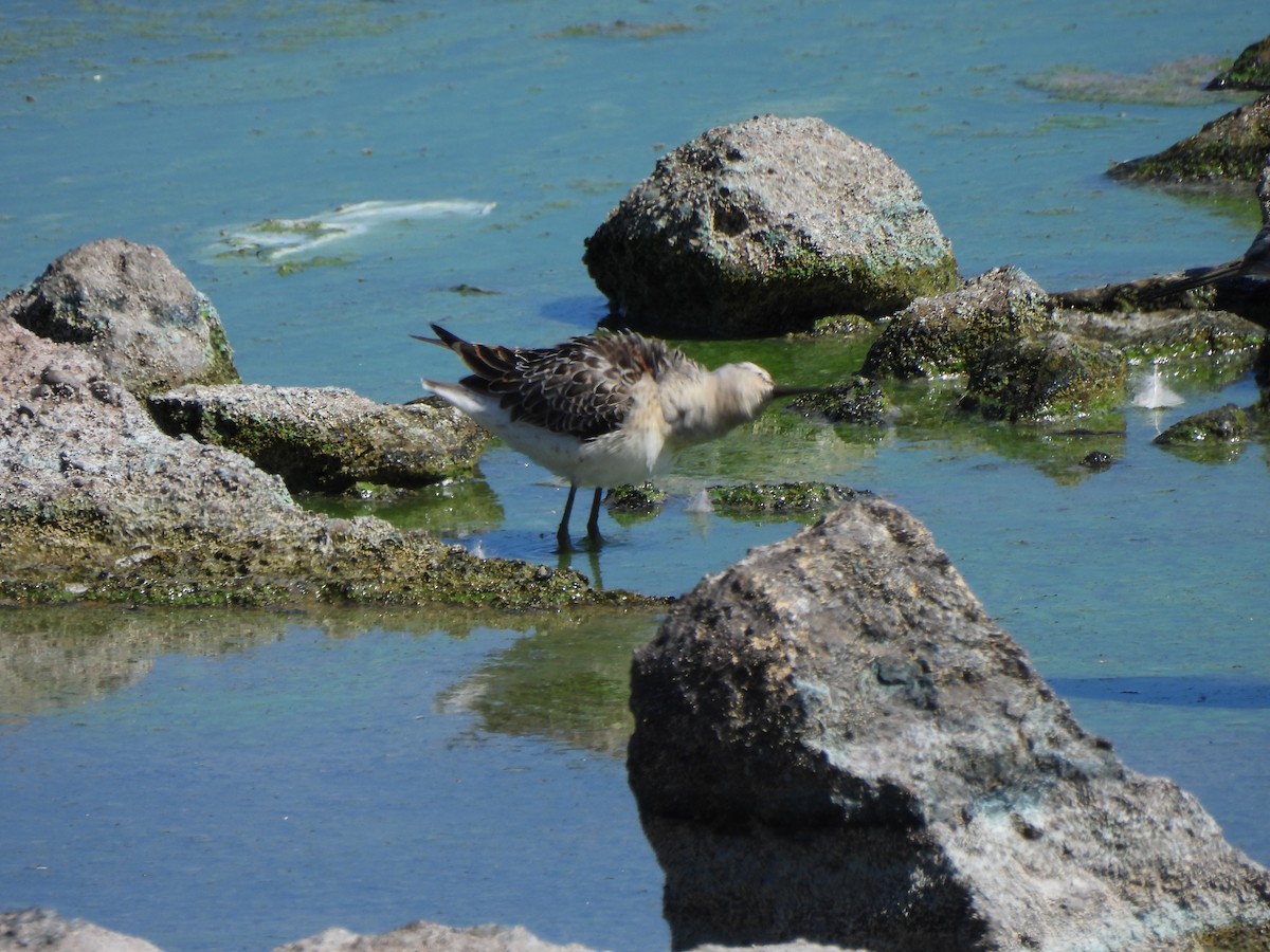 Stilt Sandpiper - ML643300909