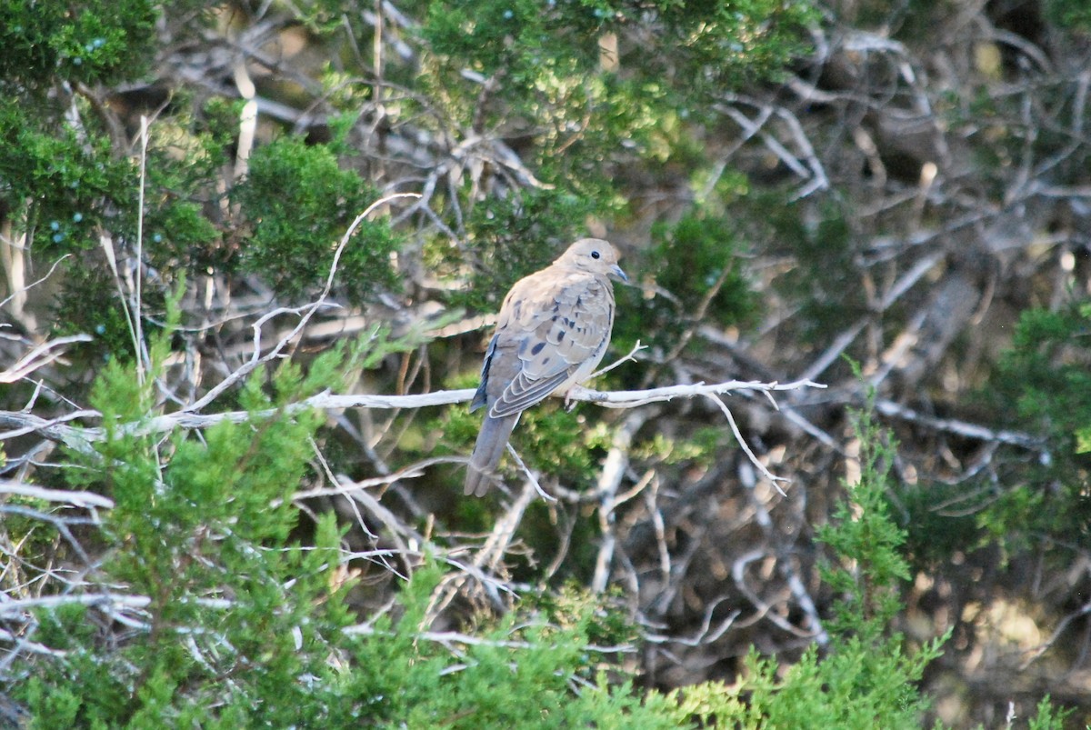 Mourning Dove - ML643300912