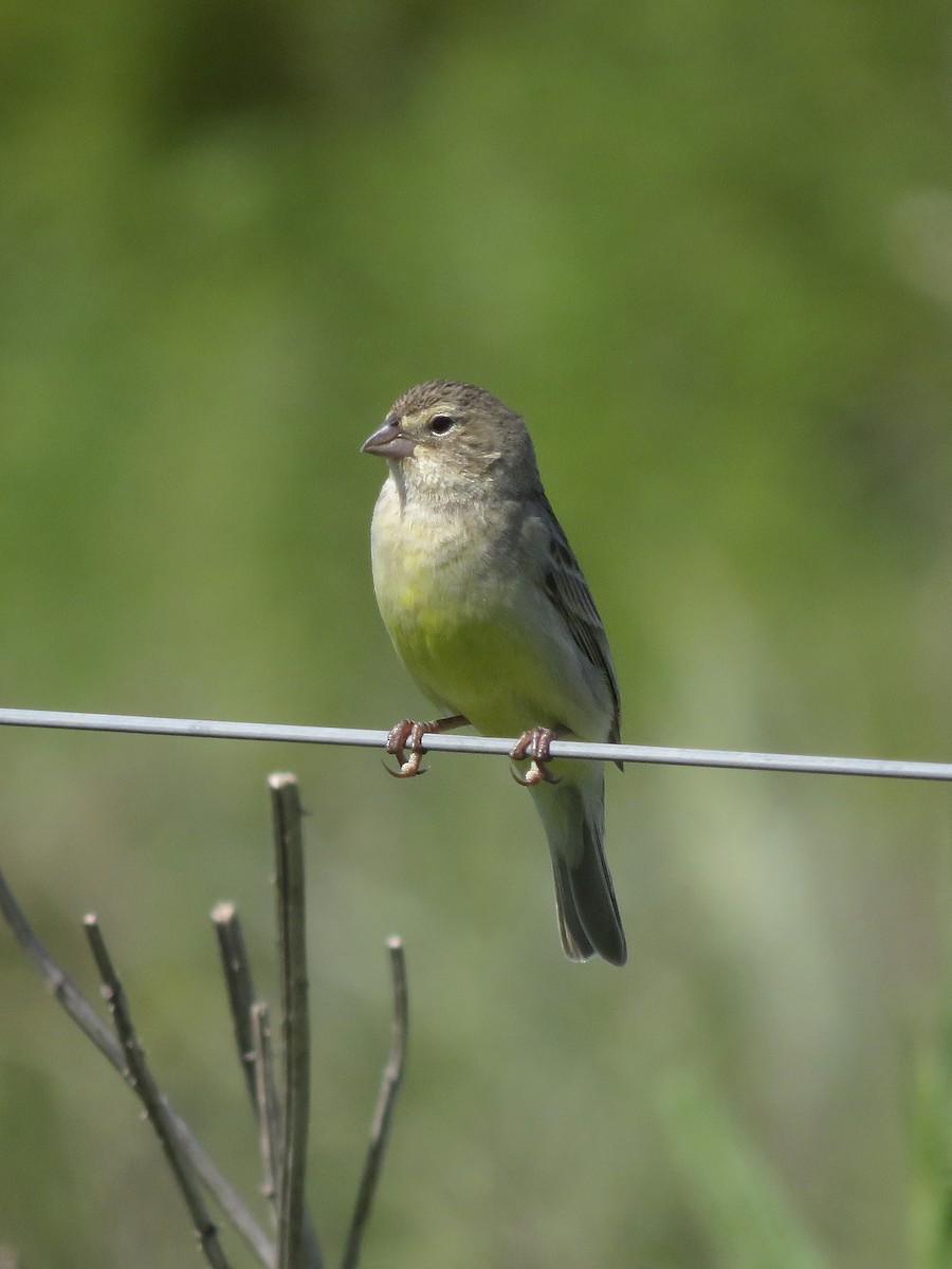 Grassland Yellow-Finch - ML643300930