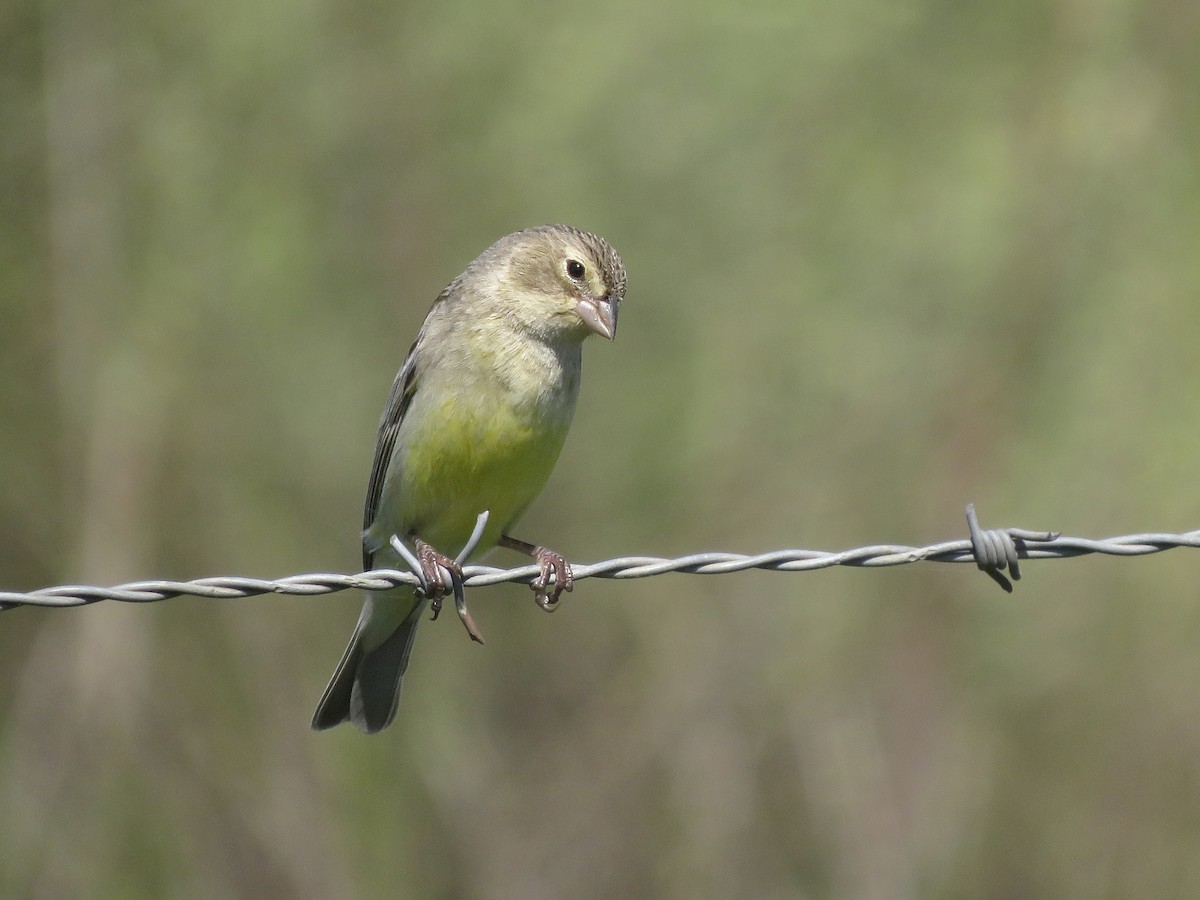 Grassland Yellow-Finch - ML643300931
