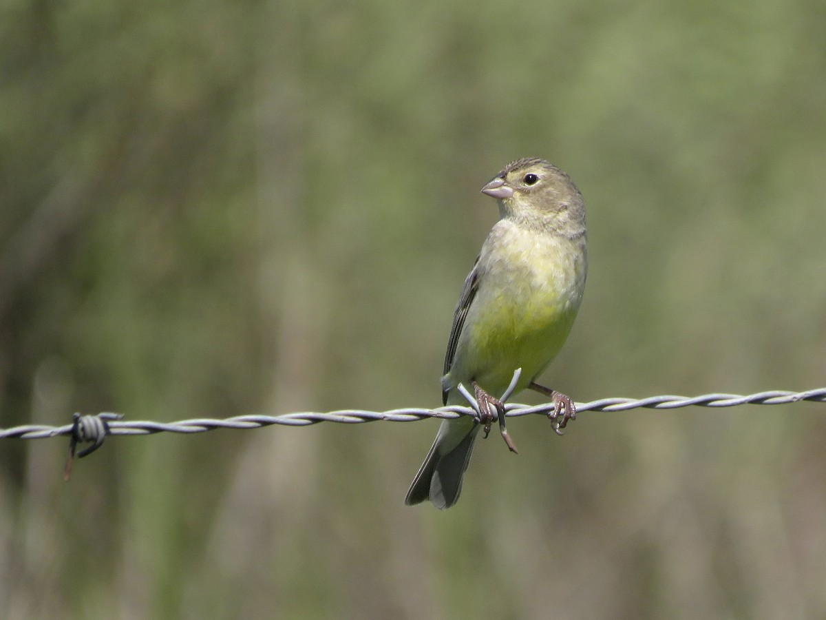 Grassland Yellow-Finch - ML643300933