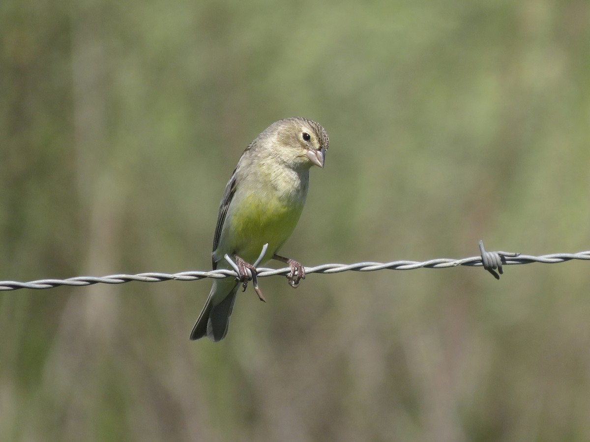 Grassland Yellow-Finch - ML643300934