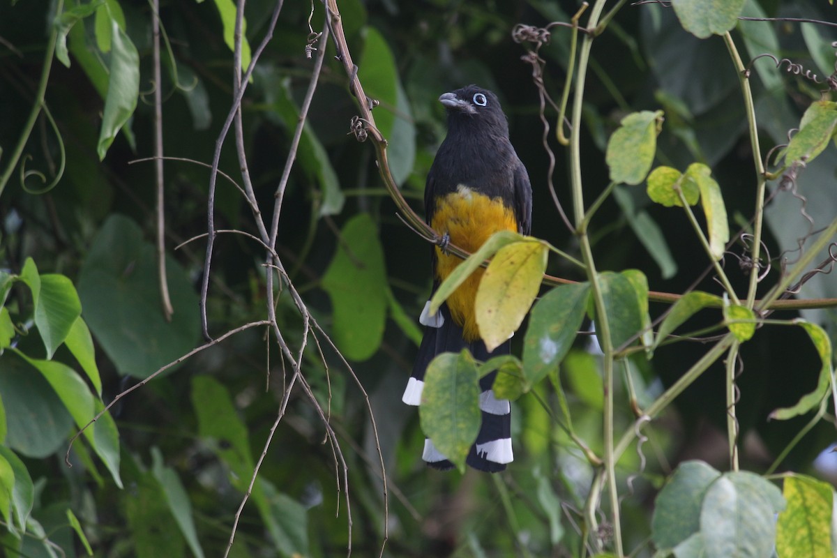 Black-headed Trogon - ML643300935