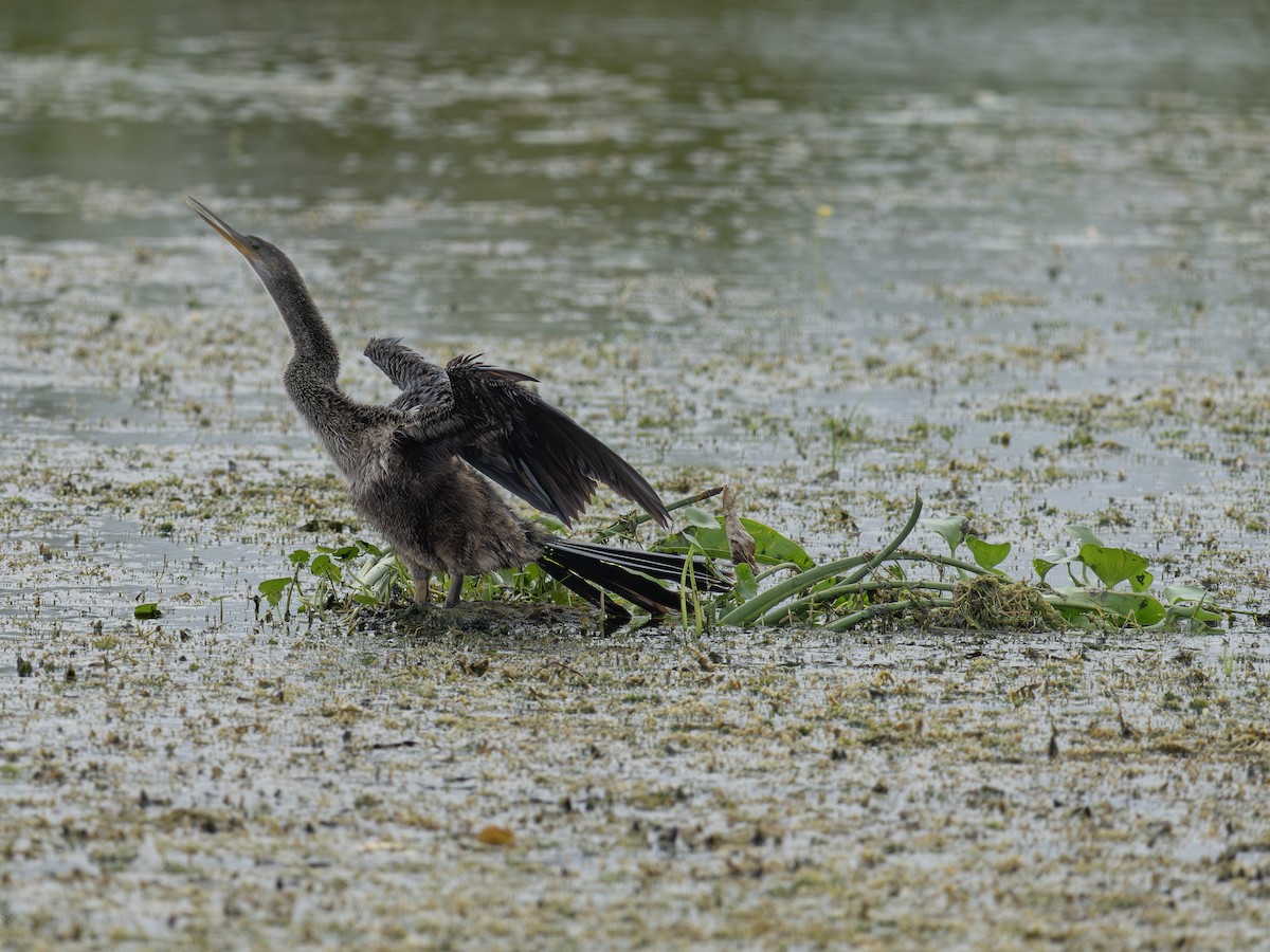 Anhinga Americana - ML643300946