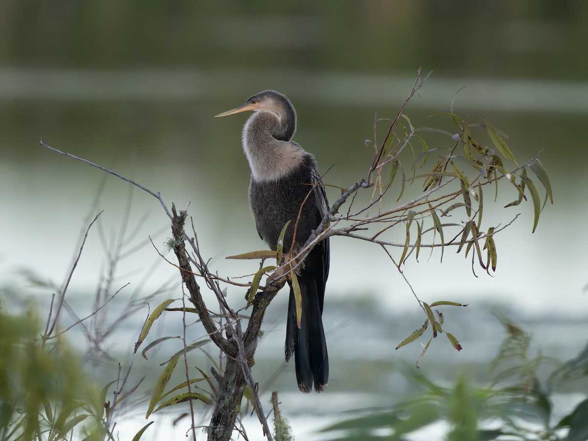 Anhinga Americana - ML643300948