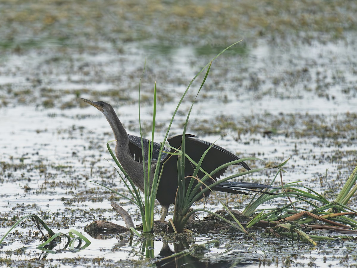 Anhinga Americana - ML643300949