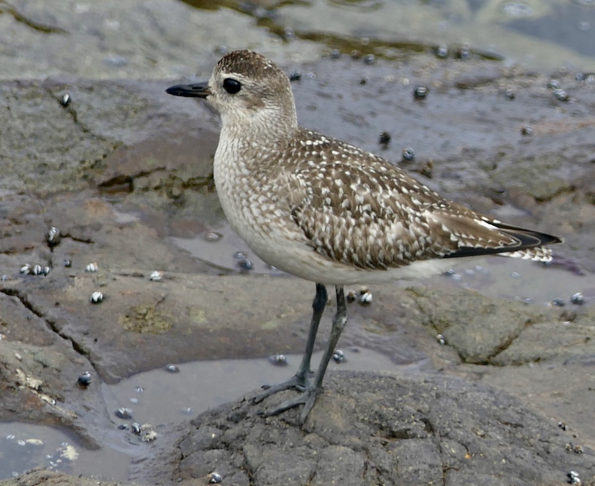 Black-bellied Plover - ML643300957
