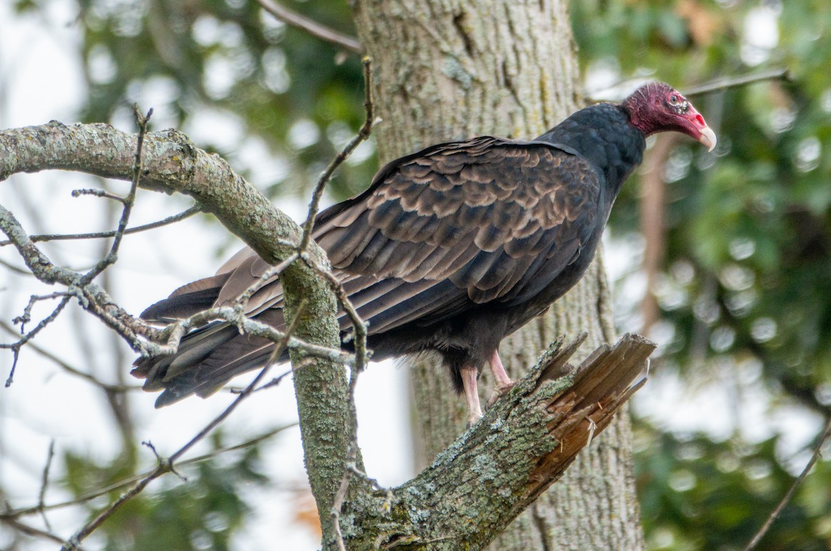 Turkey Vulture - ML643300968