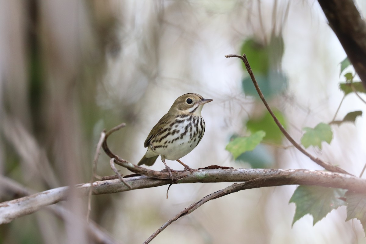 Ovenbird - ML643300973