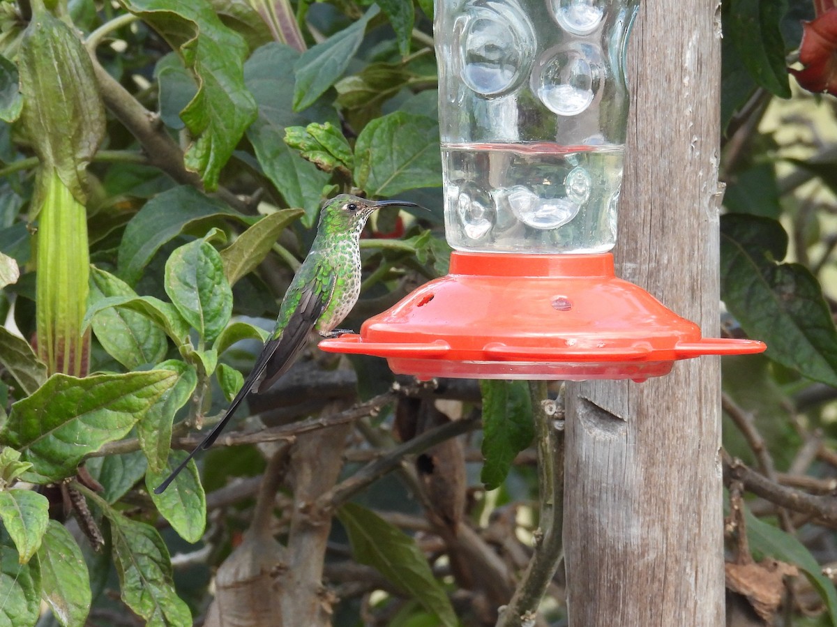 Black-tailed Trainbearer - ML643300995