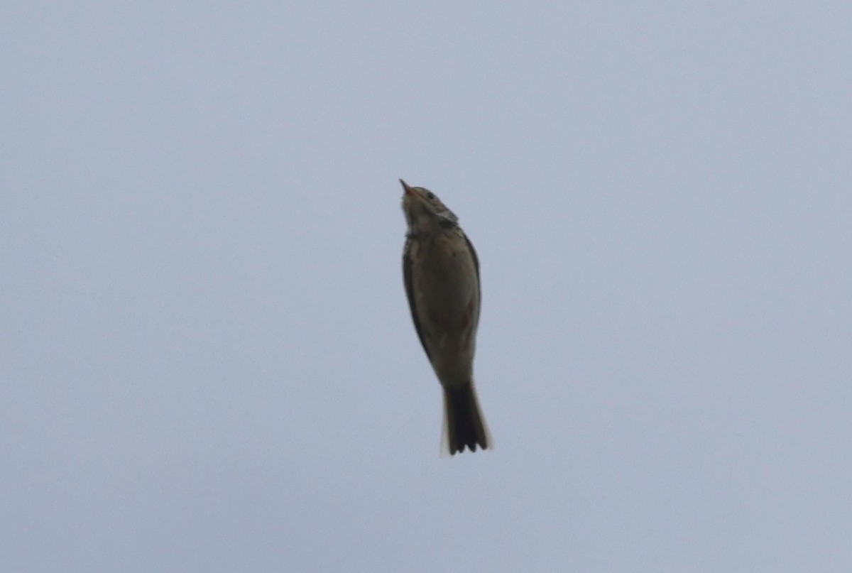 Pipit de Sprague - ML643301026