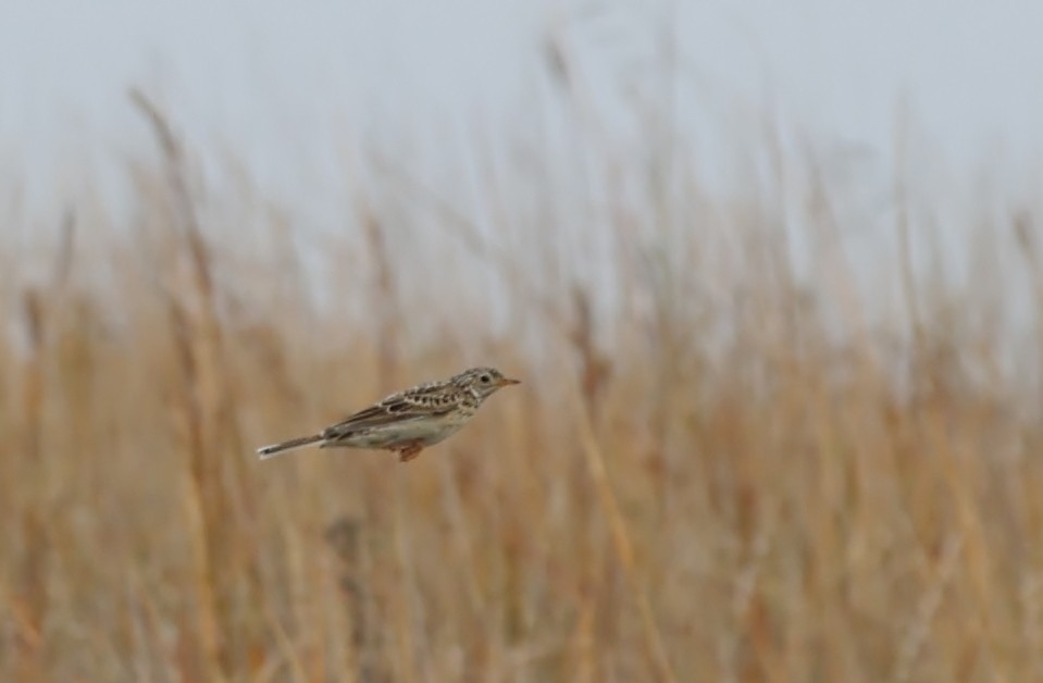 Pipit de Sprague - ML643301034