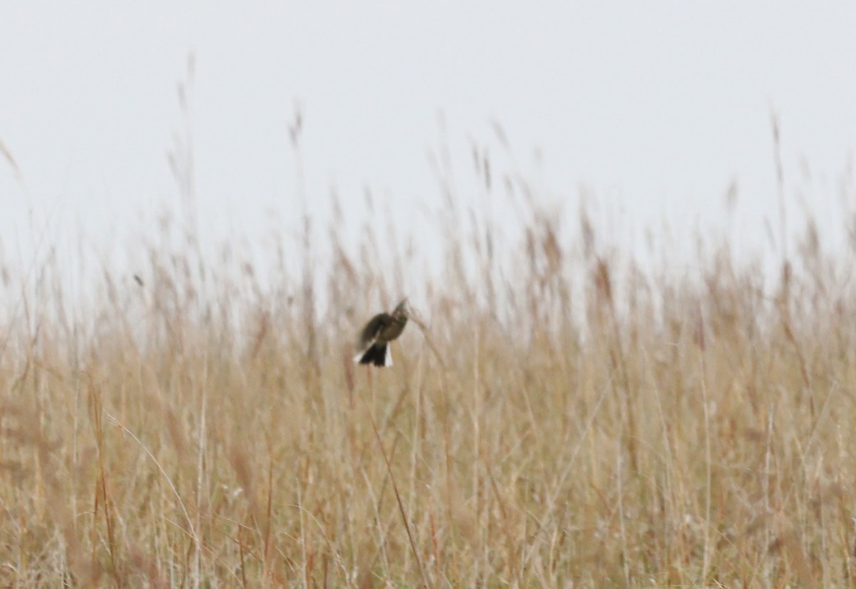 Pipit de Sprague - ML643301039