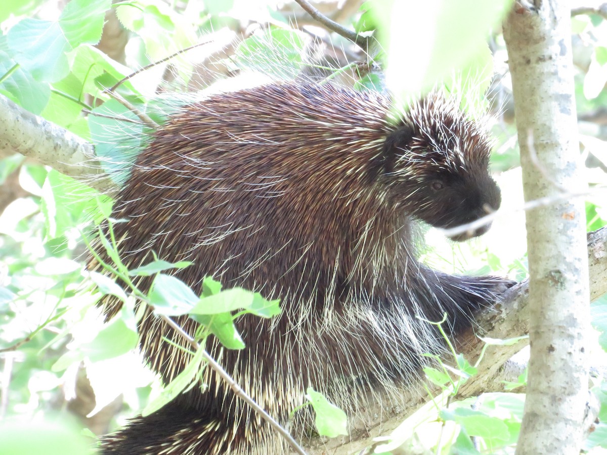 Eastern Porcupine - ML643301046