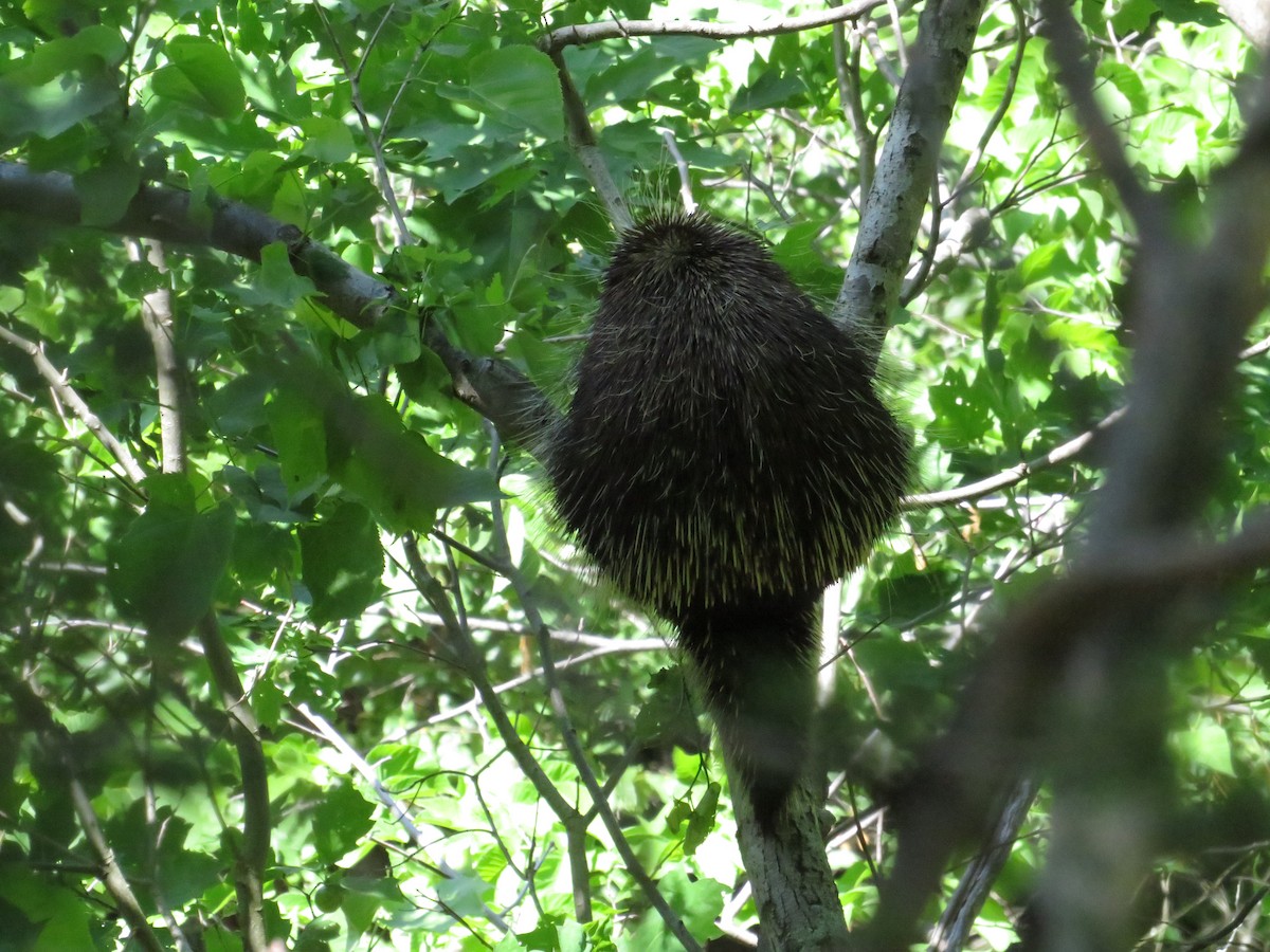 Eastern Porcupine - ML643301048