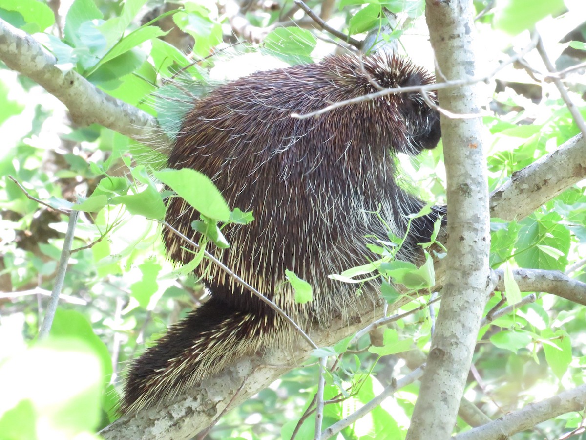 Eastern Porcupine - ML643301050