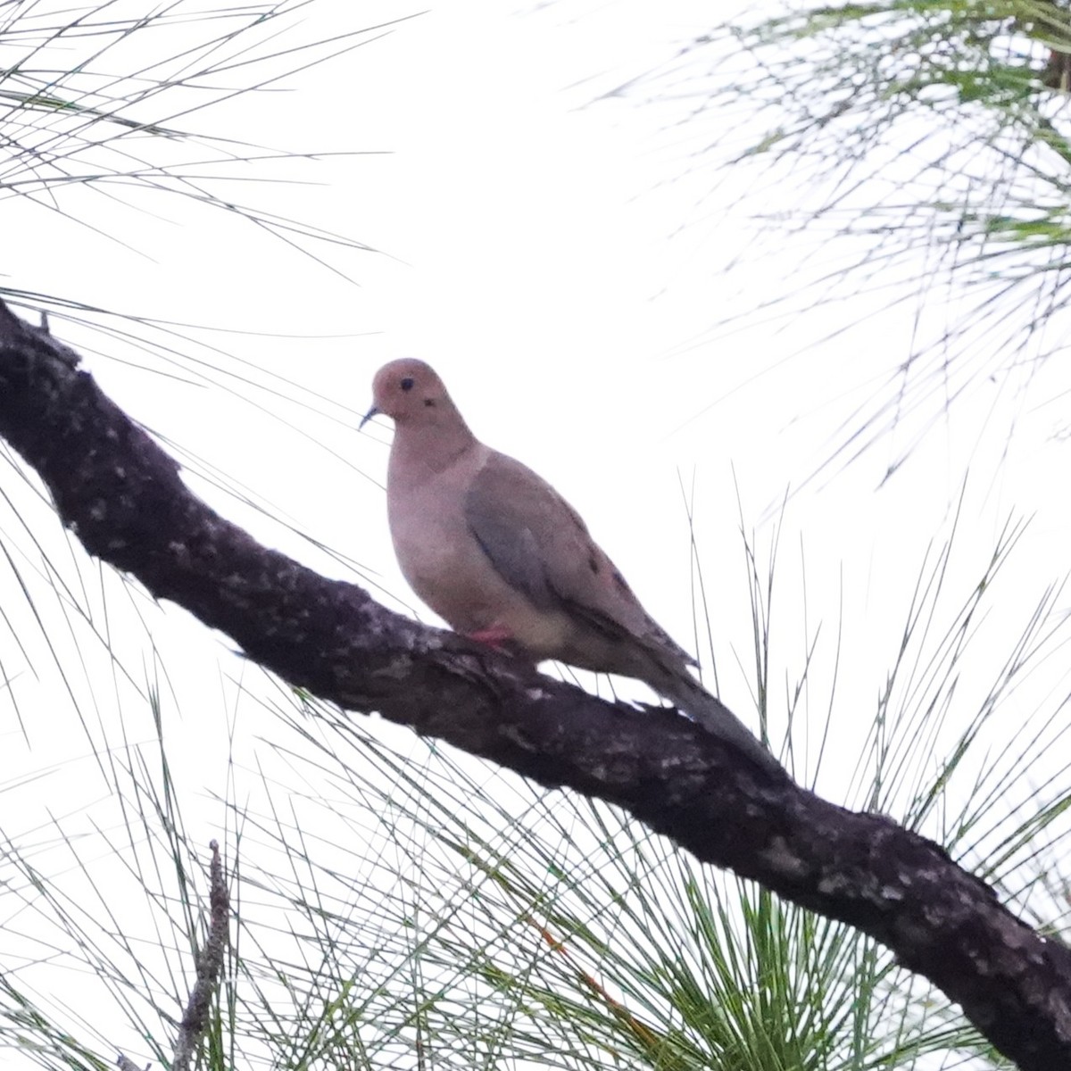 Mourning Dove - ML643301055