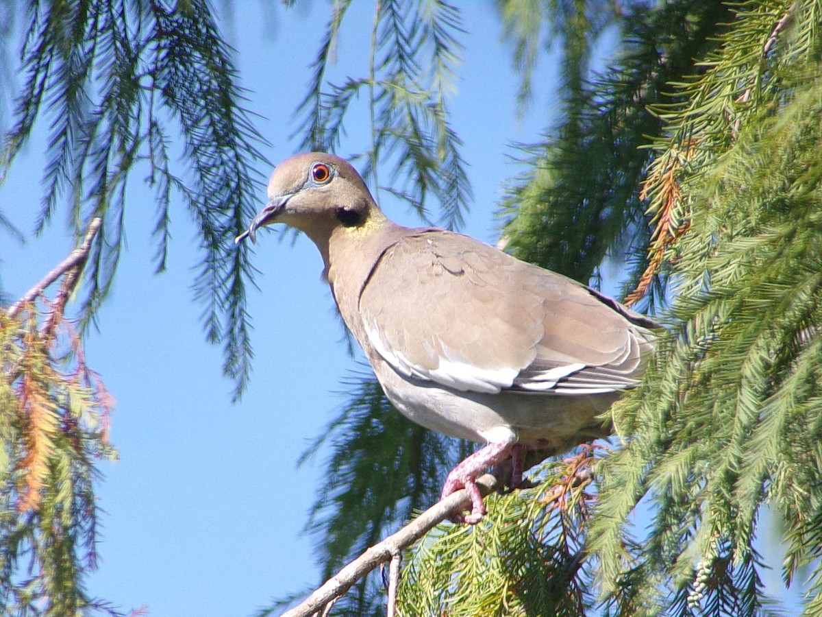 White-winged Dove - ML643301059