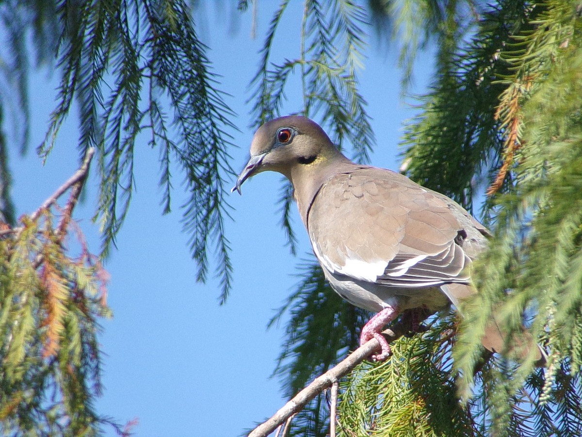 White-winged Dove - ML643301060