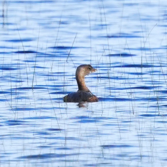 Pied-billed Grebe - ML643301070