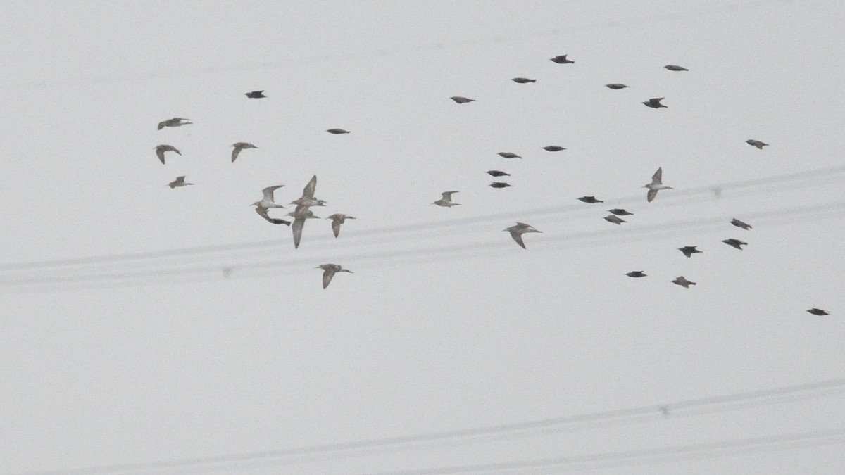 Ruff - ML643301086