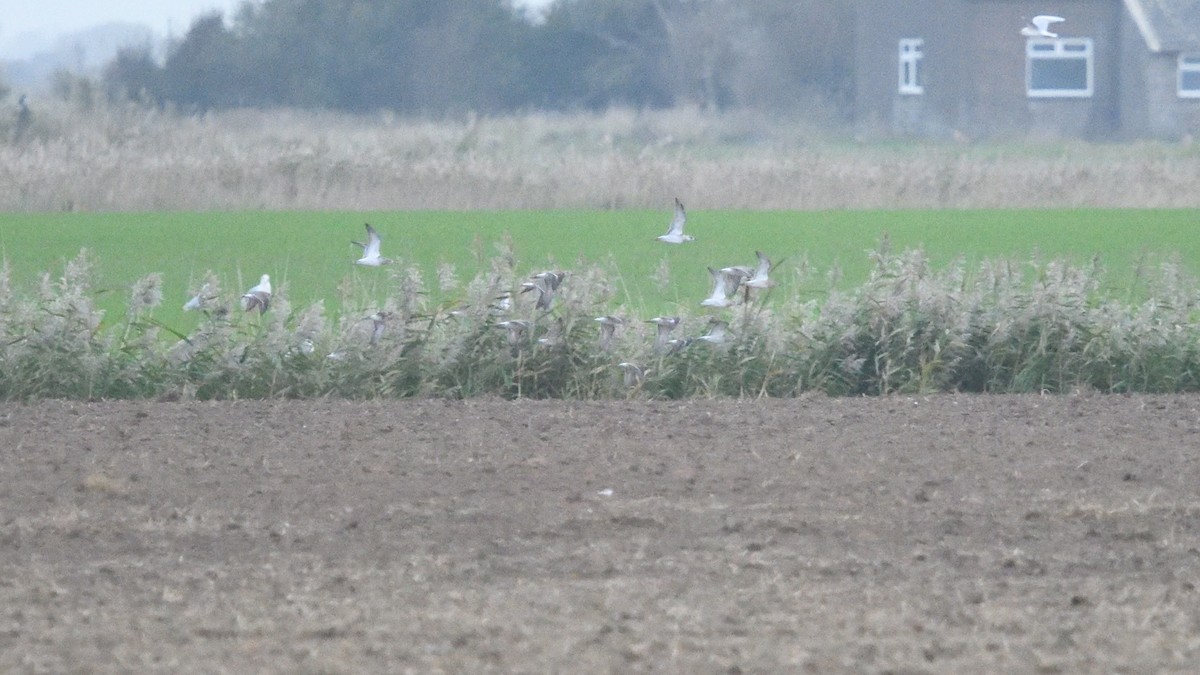 Ruff - ML643301091