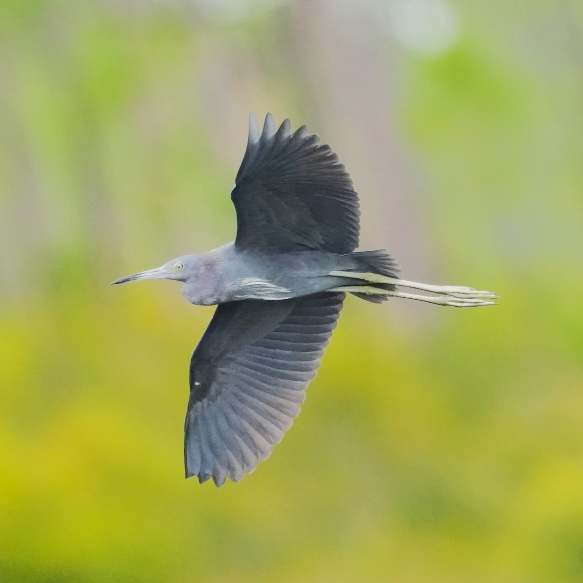 Little Blue Heron - ML643301093