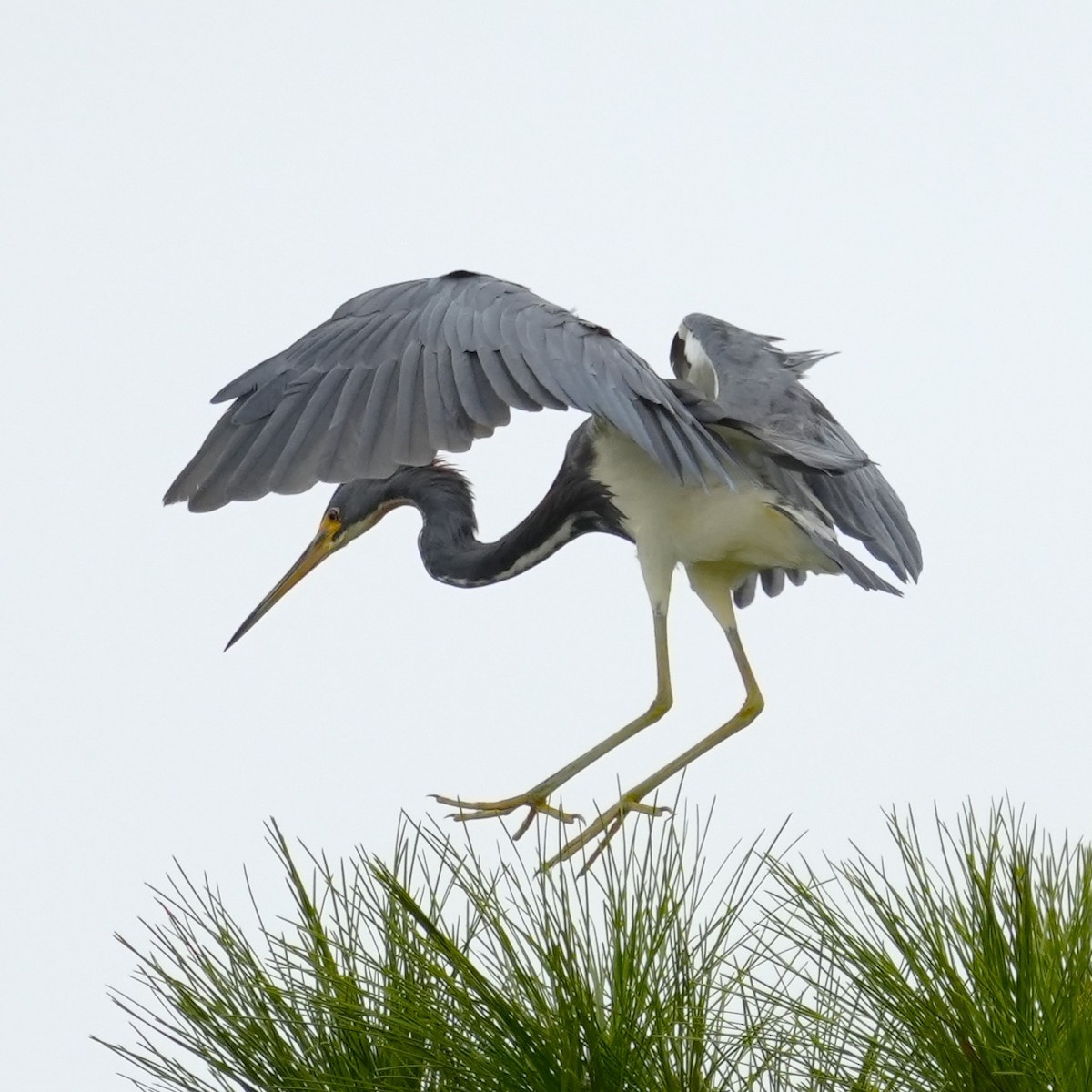 Tricolored Heron - ML643301104