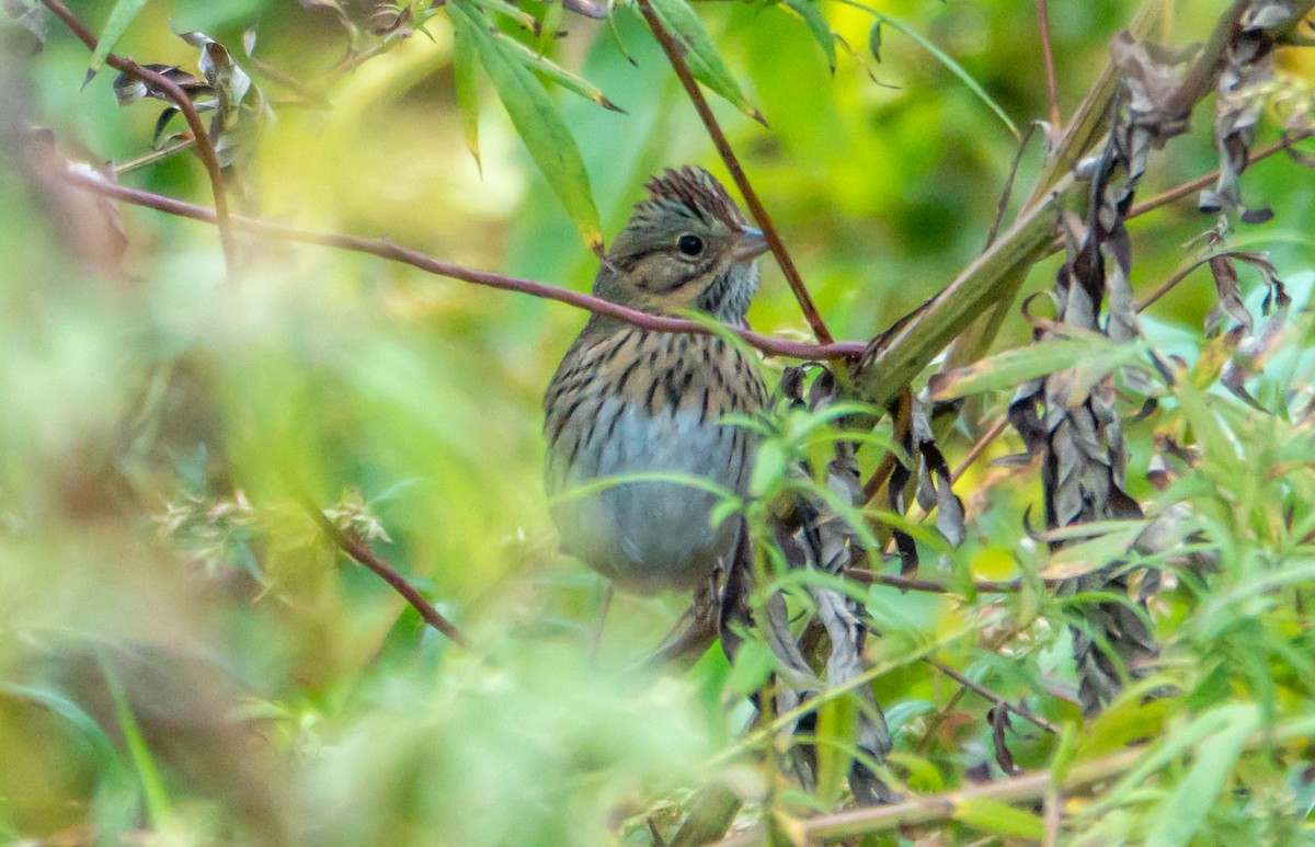 Lincoln's Sparrow - ML643301107