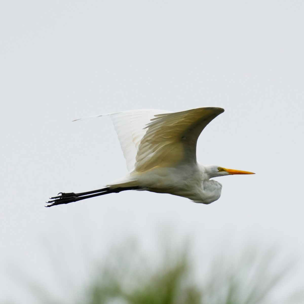 egretthegre - ML643301113