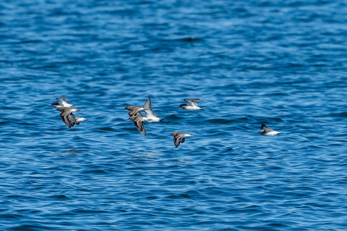 pygmésnipe - ML643301123