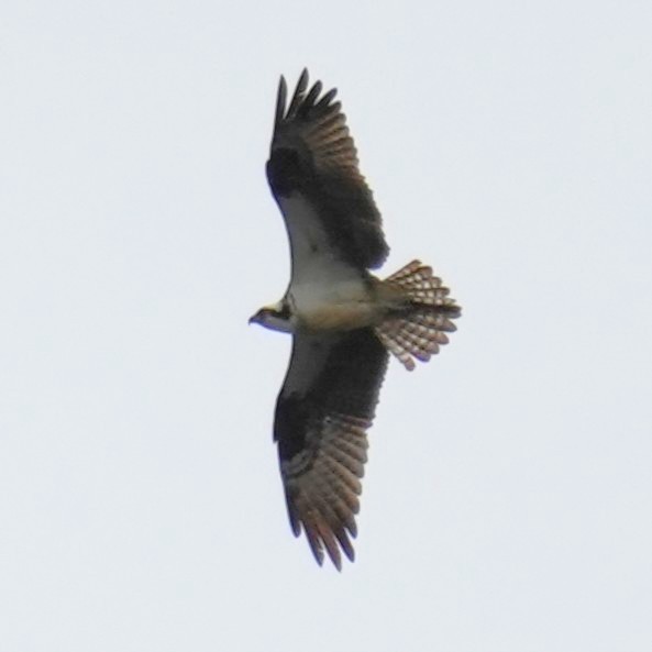 Osprey - ML643301152